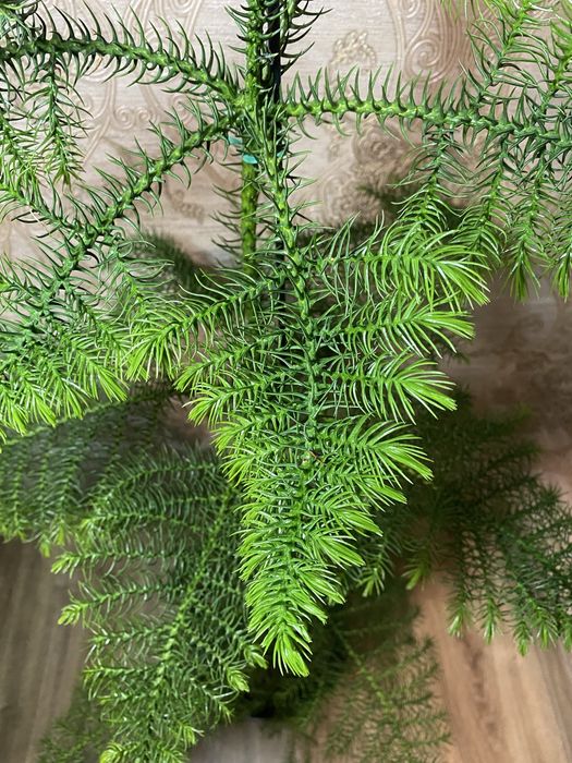 Араукарія кімнатна ялинка h 100 см