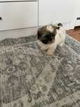 Śliczna Suczka Rasy Shih Tzu