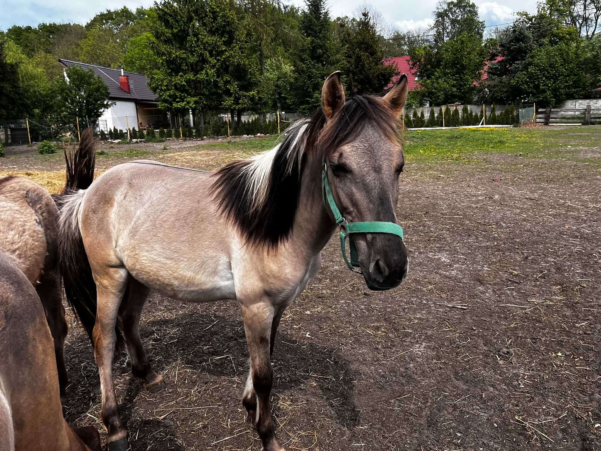 Konik polski | Ogier