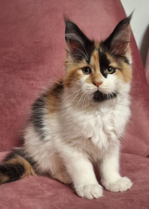 Maine Coon Kotka kotek