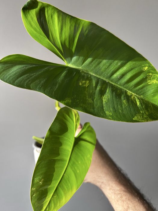Philodendron Burle Marx variegata