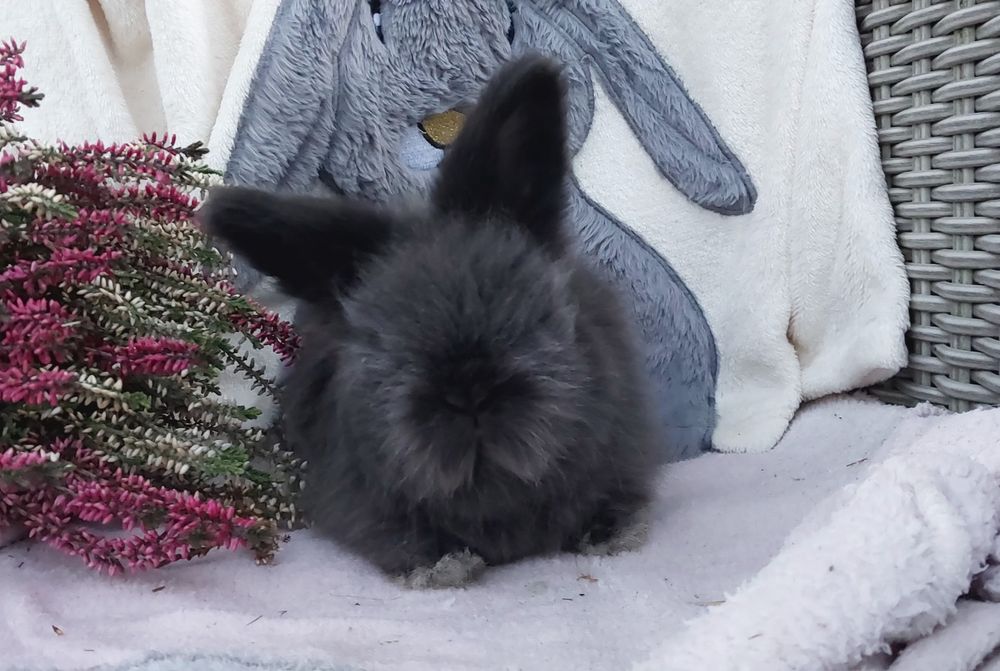 Angora angielska królik ozdobny York