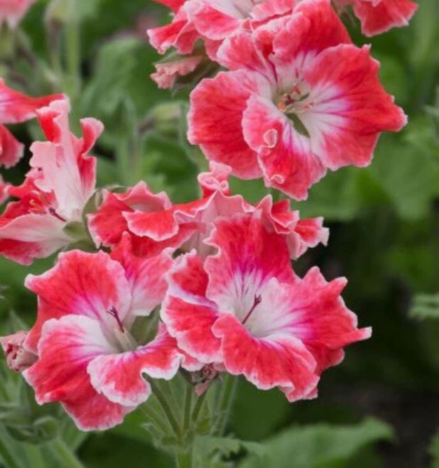 Pelargonia angielska Joy