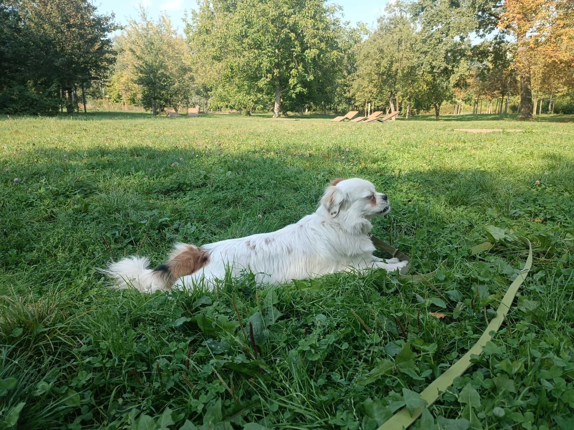 Jednooki Dżeki szuka domu - Warszawa, 7 lat, 13 kg