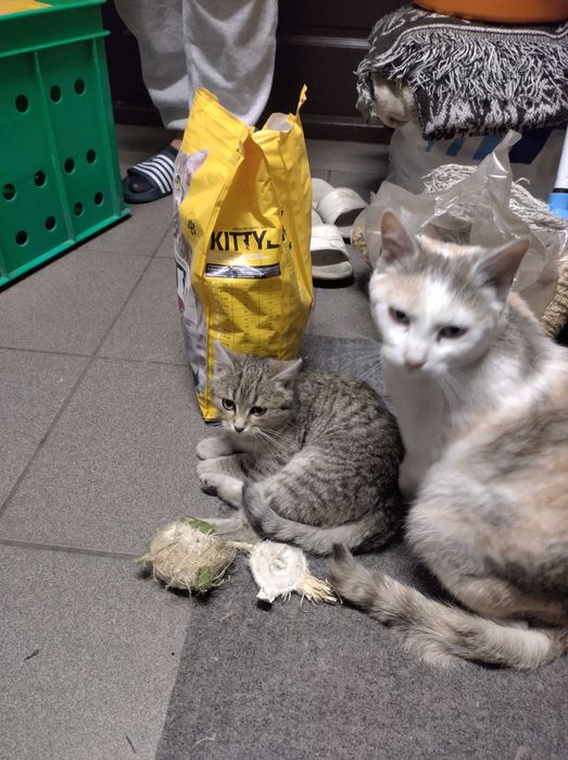 Oddam młode kotki w dobre ręce