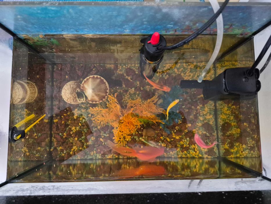 Акваріум з рибками