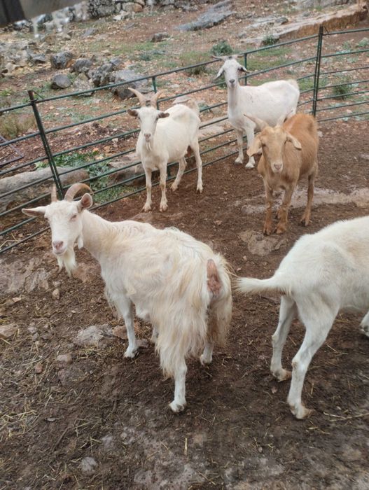 5 cabras prenhas