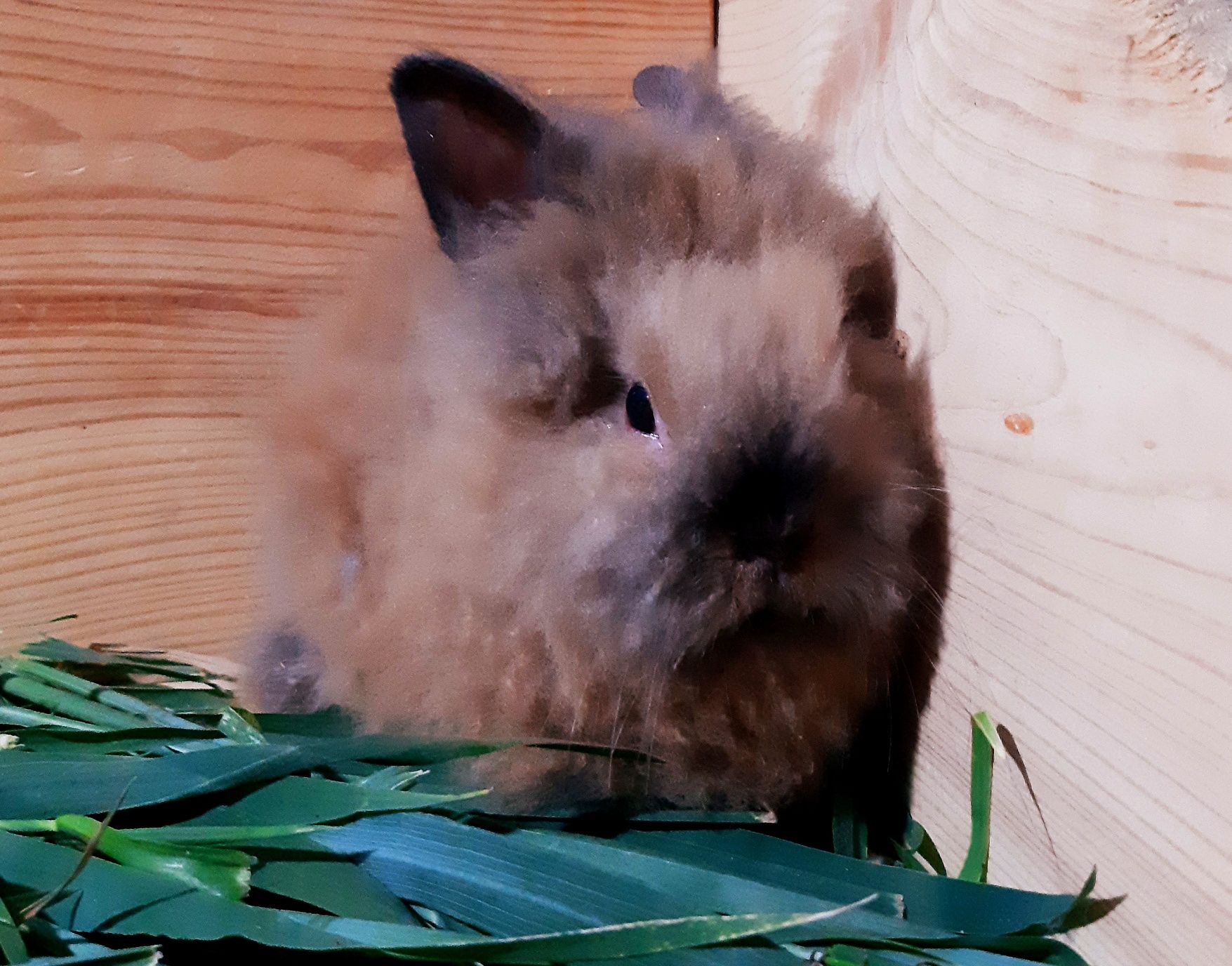Карликовий міні кролик торчевухий,ангорський мінік