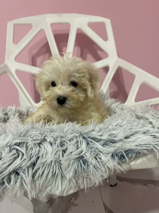 Maltańczyk & Pudel Toy Maltipoo chłopiec już gotowy do nowego domu