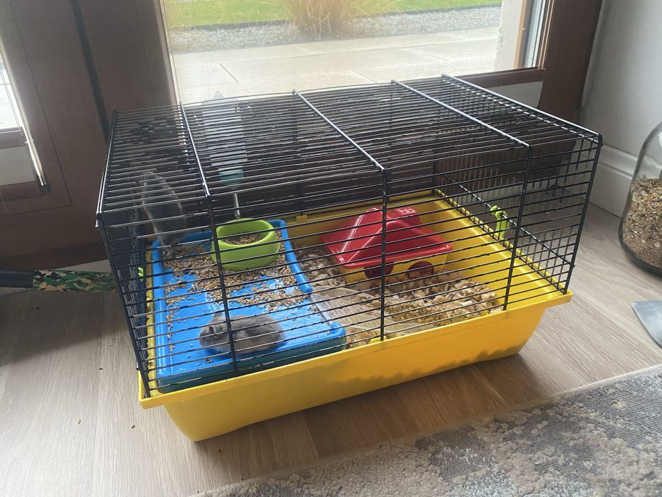 Oddam 3 chomiki z klatka za Darmo