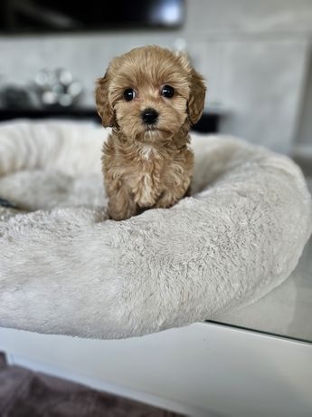 Wyselekcjonowany Chłopczyk Maltipoo