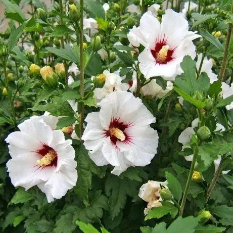 Сажанці гібіскуса