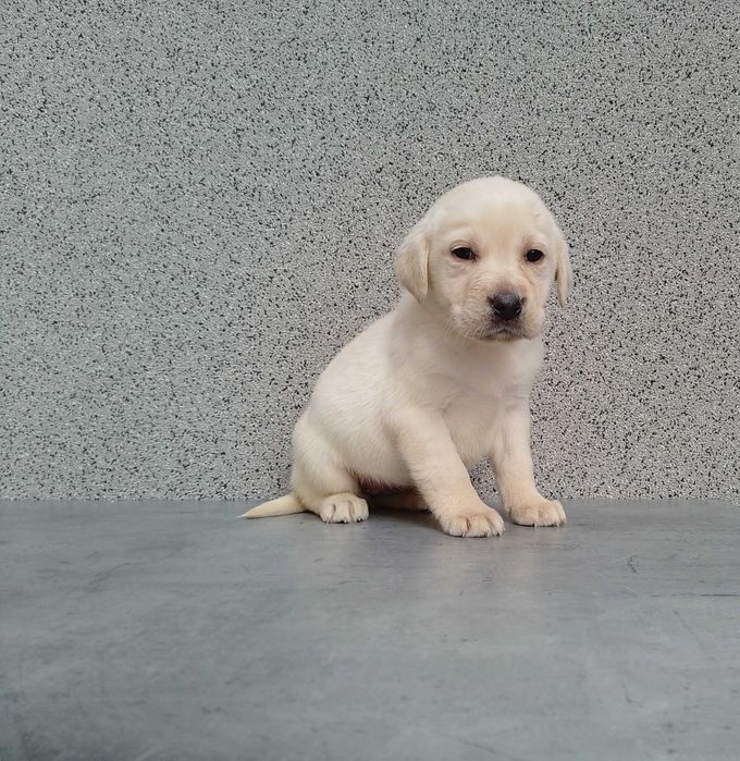 Labrador Retriever szczeniaczek biszkoptowy