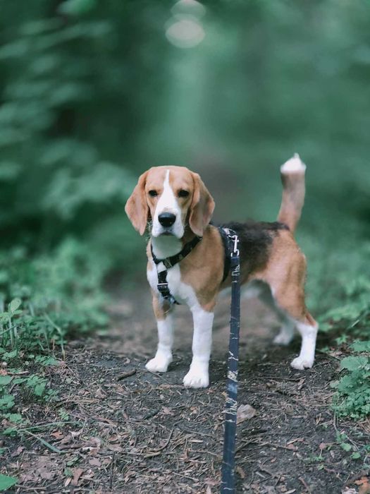 Beagle, roczny pies