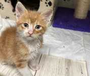 Kotek Karmelek do adopcji