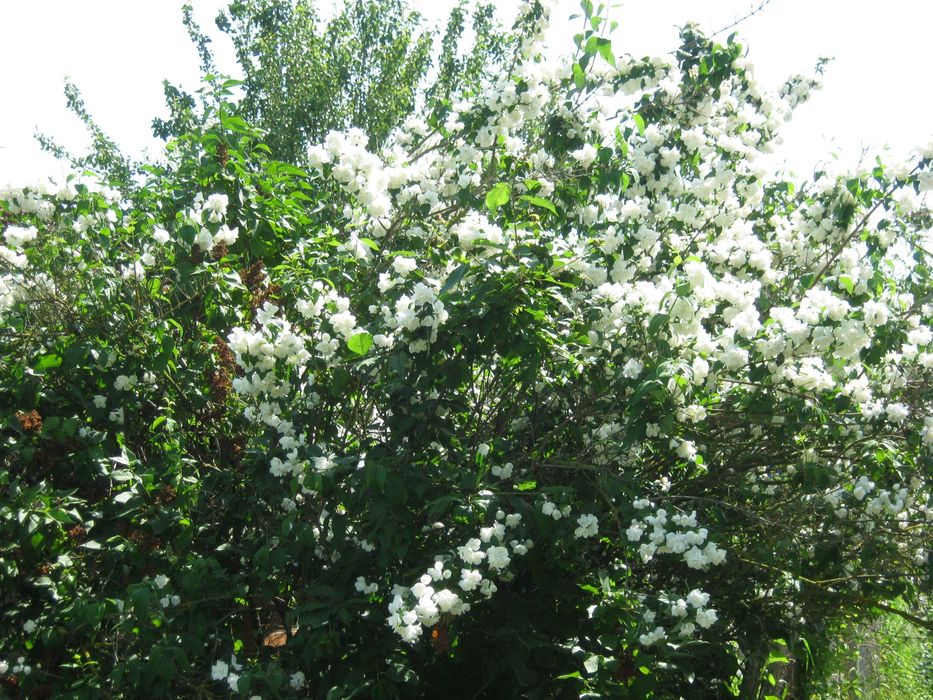 CL-511и PG-510  premium+