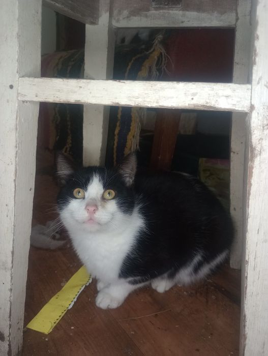 Феликс 7 месяцев, кастрированный с ЗБД