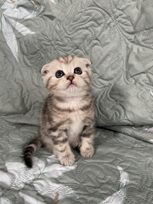 Кошенята котята шотландські котики британці