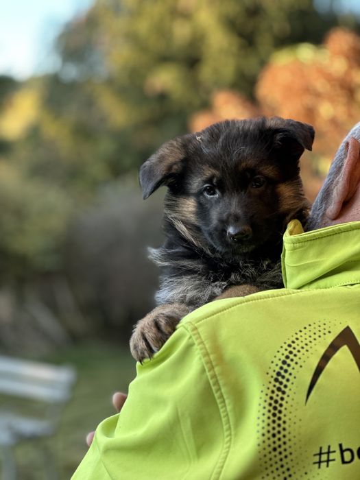 Owczarek Niemiecki Krótkowłosy – suczka Jamila z hodowli z tradycjami