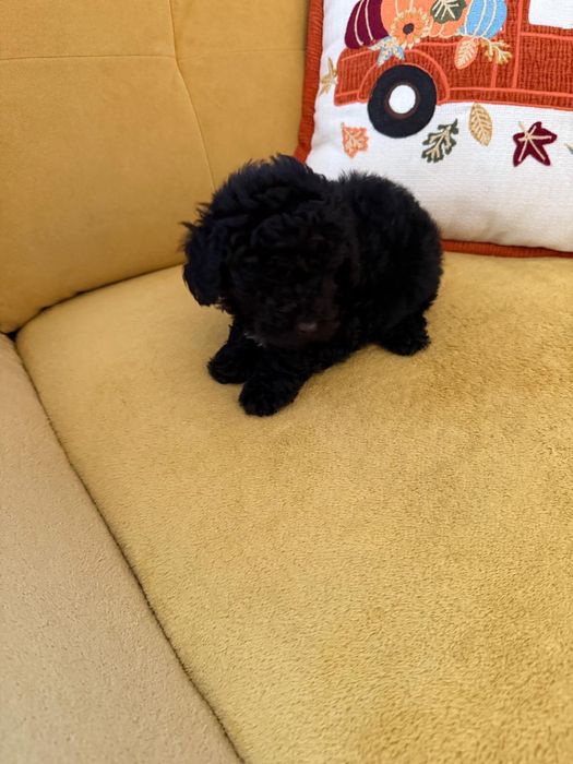 Pudel Toy - czarny-merlle- laleczki