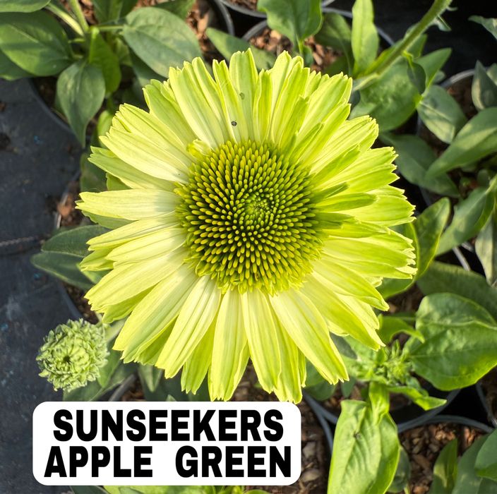 Jeżówka sunseekers apple green piękna gęsta limonkowa