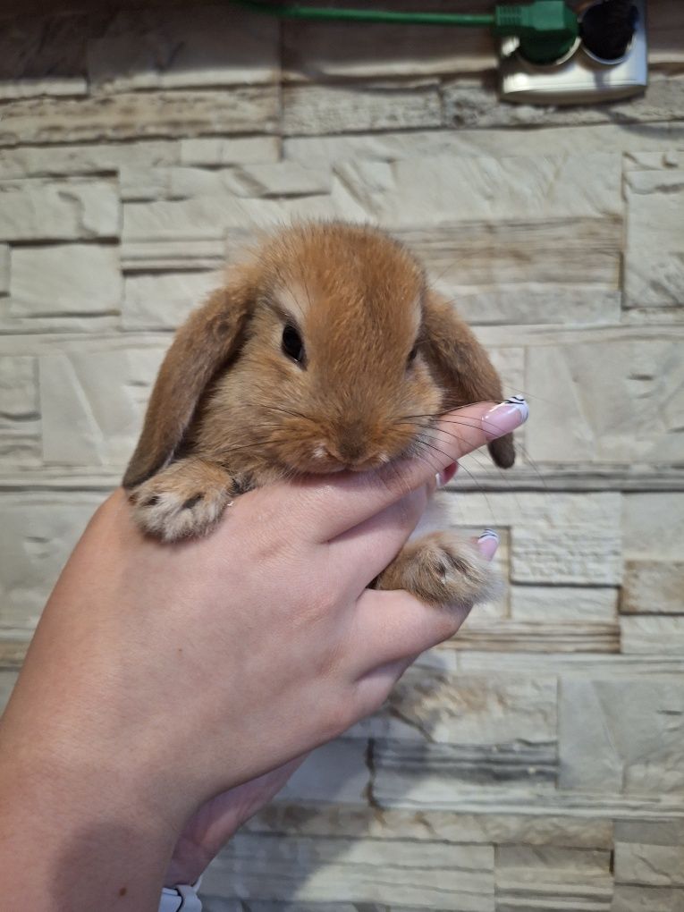 Króliczki mini lop