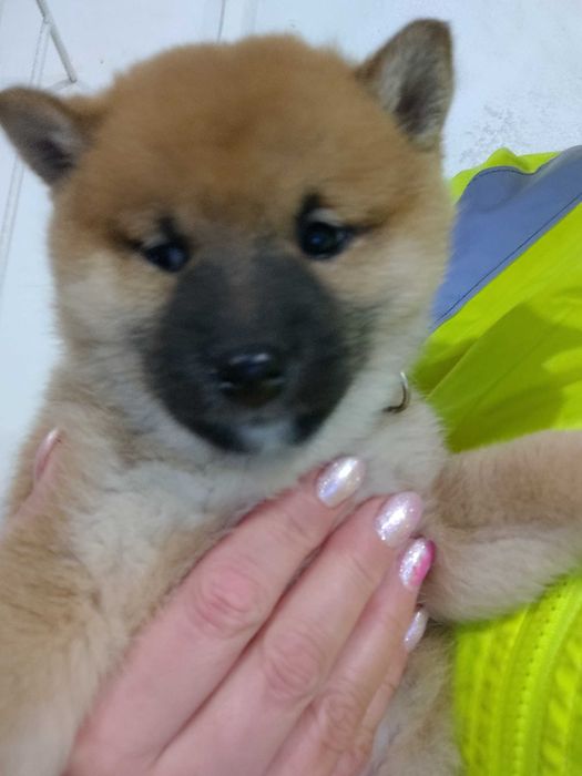 Szczeniak Shiba Inu rezerwacja.