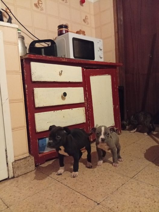 Companheiros de 4  patas