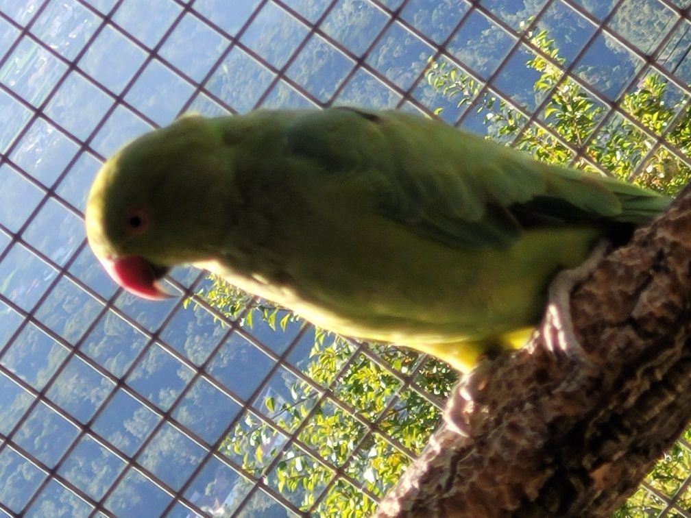 Ring neck verde 2021