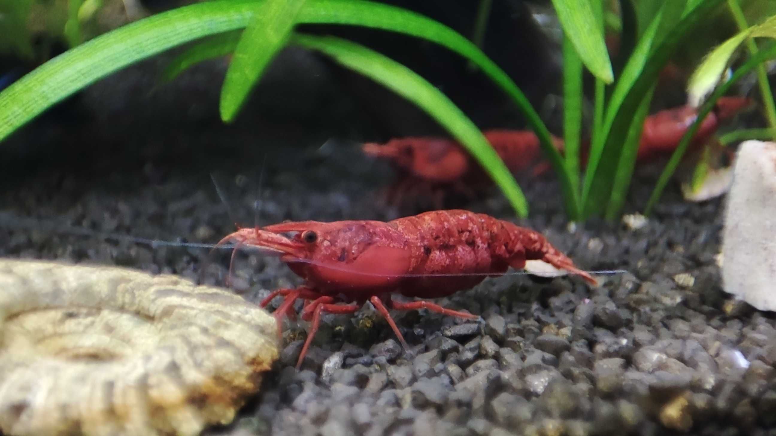 Krewetki Sakura Red (Neocaridina)