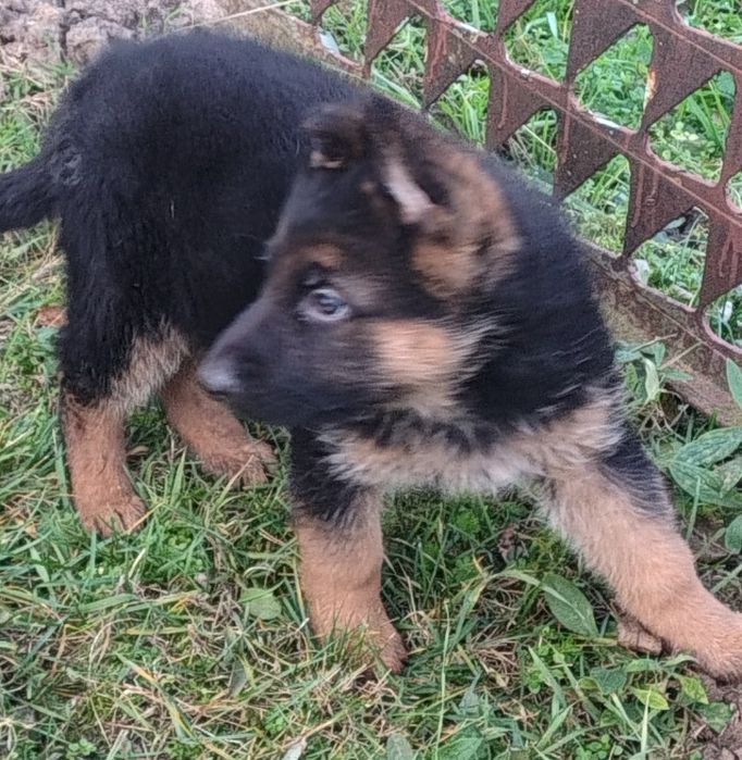 Owczarek Niemiecki -szczeniak piesek