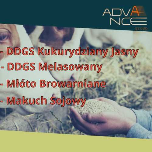 Wysokoenergetyczna pasza - DDGS| Młóto browarniane| Makuch sojowy