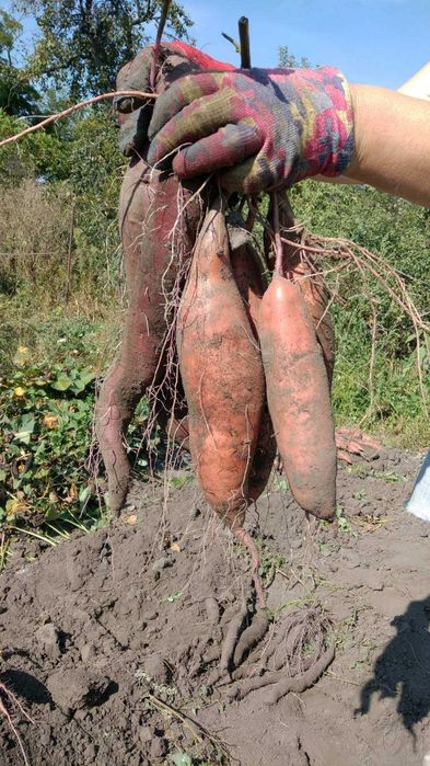 Продам батат (солодка картопля)