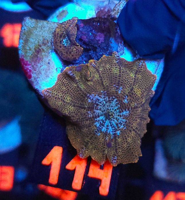 Discosoma Gold Leopard (114)