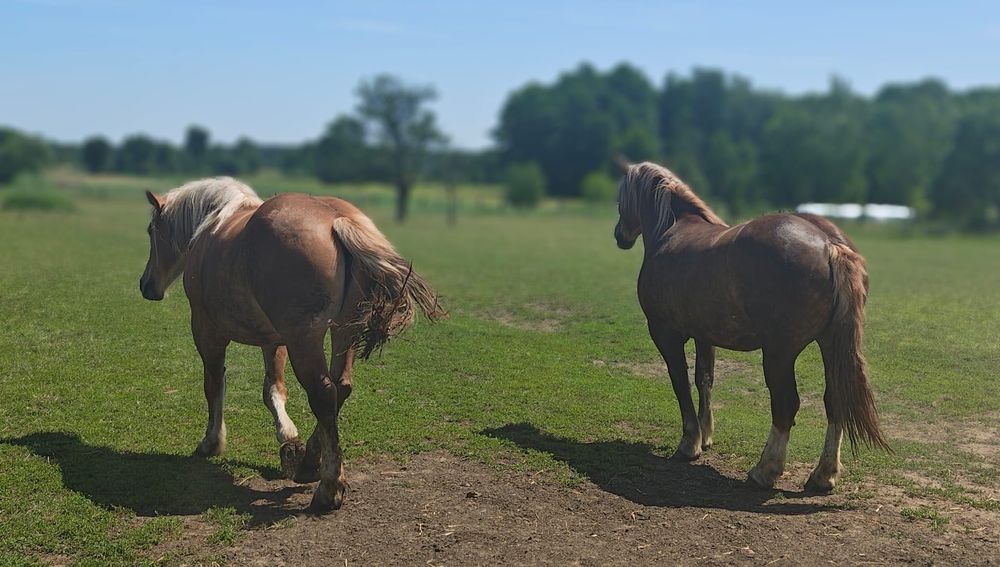 Konie zimnokrwiste sokólskie (programowe)