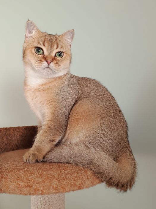 Британський короткошерстий хлопчик, кошеня, котик