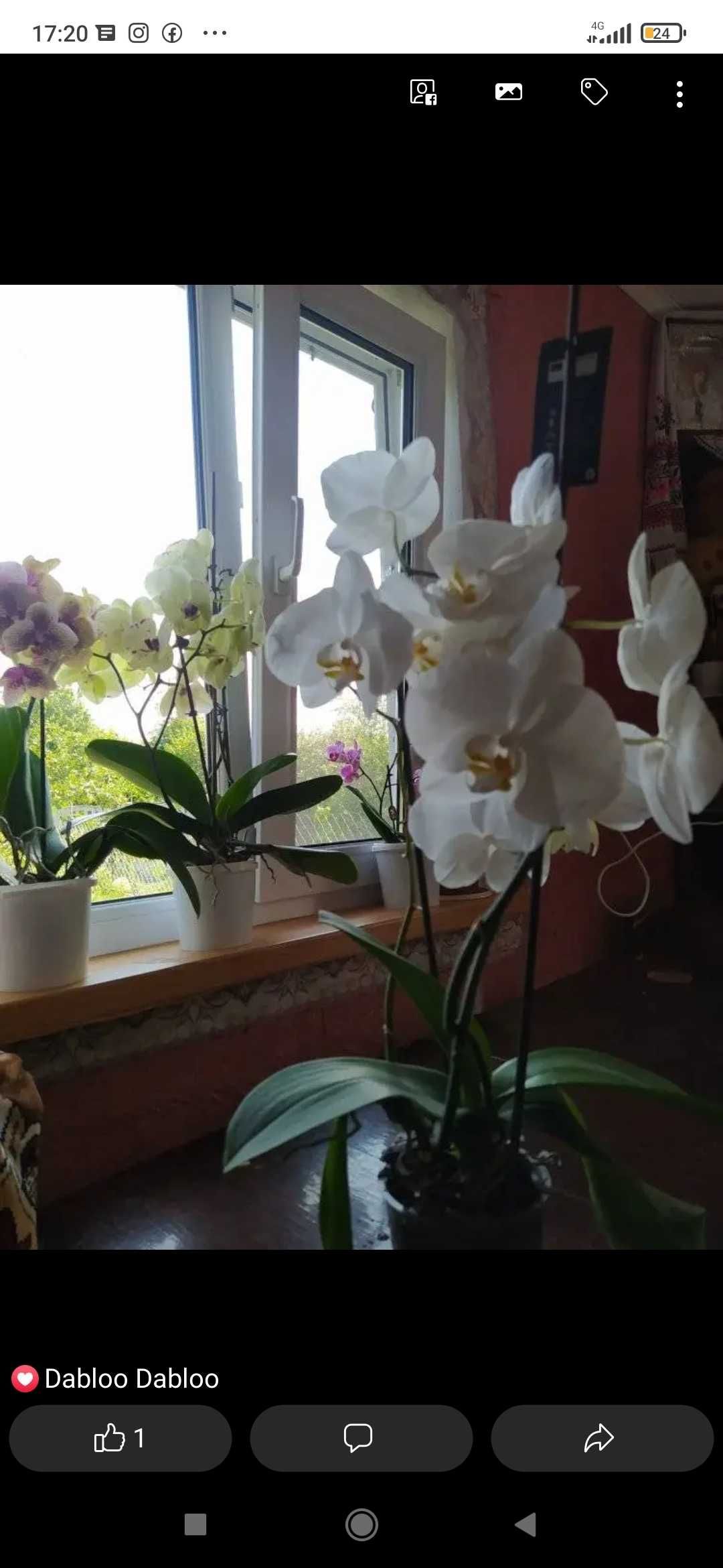 Продаю квіти (орхідея та анхіріус)