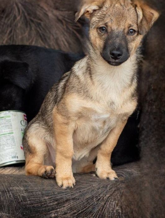Отдам даром в добрые руки собачек метисы маленькой породы