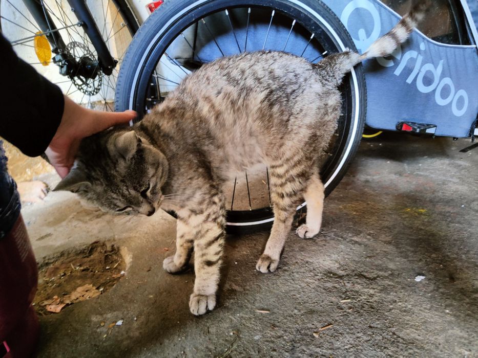 Szary kocurek do oddania