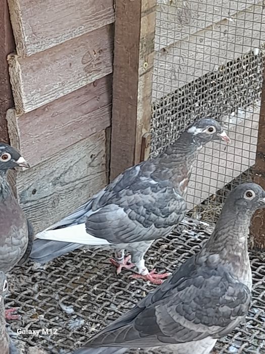 Gołębie pocztowe rubella