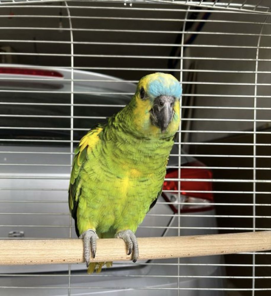 Papagaio Amazona Aestiva com 1 ano