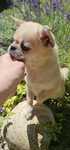 Chihuahua sobolowa sunia