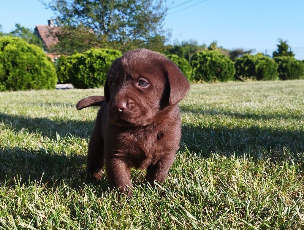 Labrador retriever