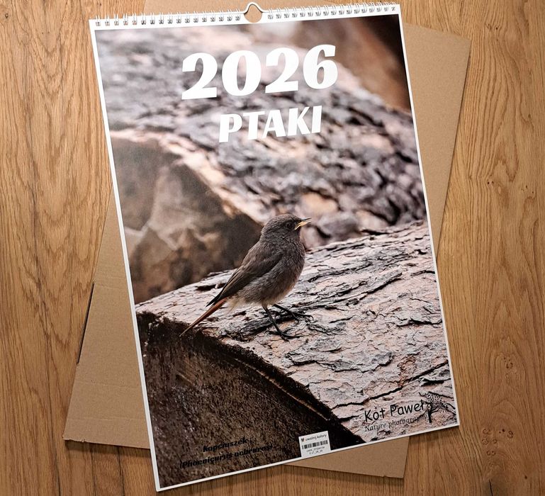 KALENDARZ 2026 PTAKI- autorskie zdjęcia A3 pion.