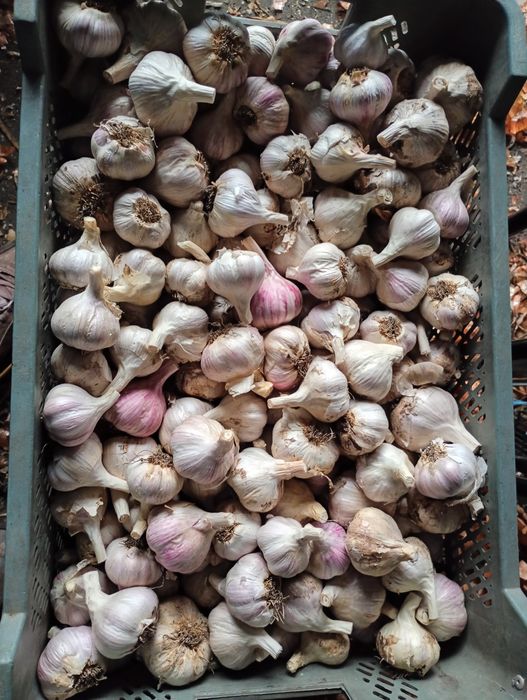 Sprzedam czosnek Kazachstan