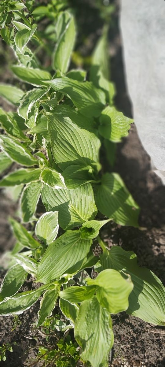 Hosta do nasadzeń w donicy