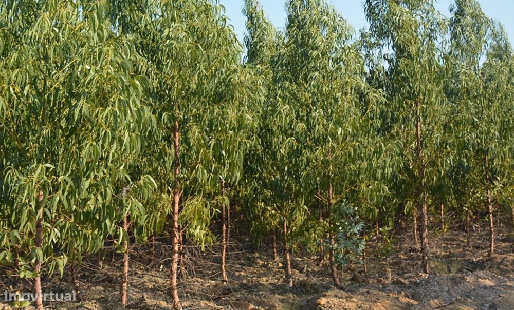 Terreno limpo com 7 hectares de eucalipto Fazendas de Almeirim