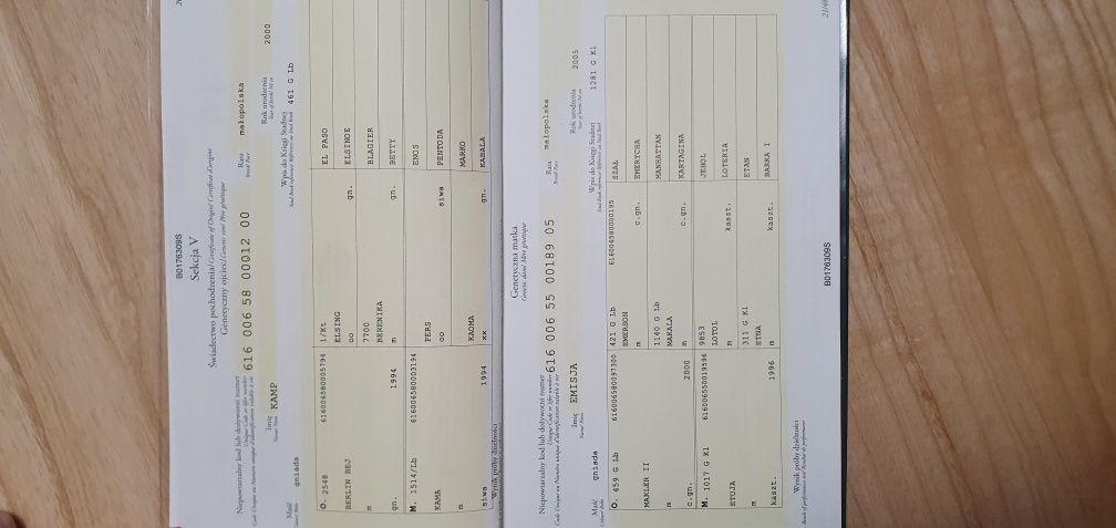 Sprzedam konia małopolskiego