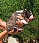 Bulterier Miniaturowy Miniature Bull Terrier Samiec