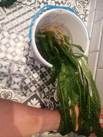 Sprzedam rośliny akwariowe